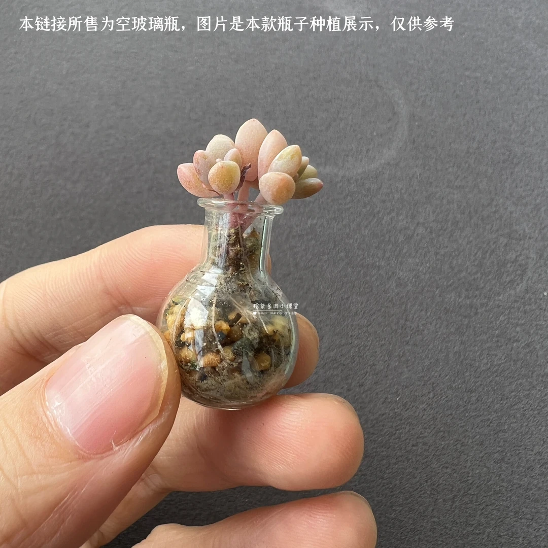 【精装】超迷你肉肉玻璃小圆球花瓶多肉拇指盆精装带隔板放得更稳