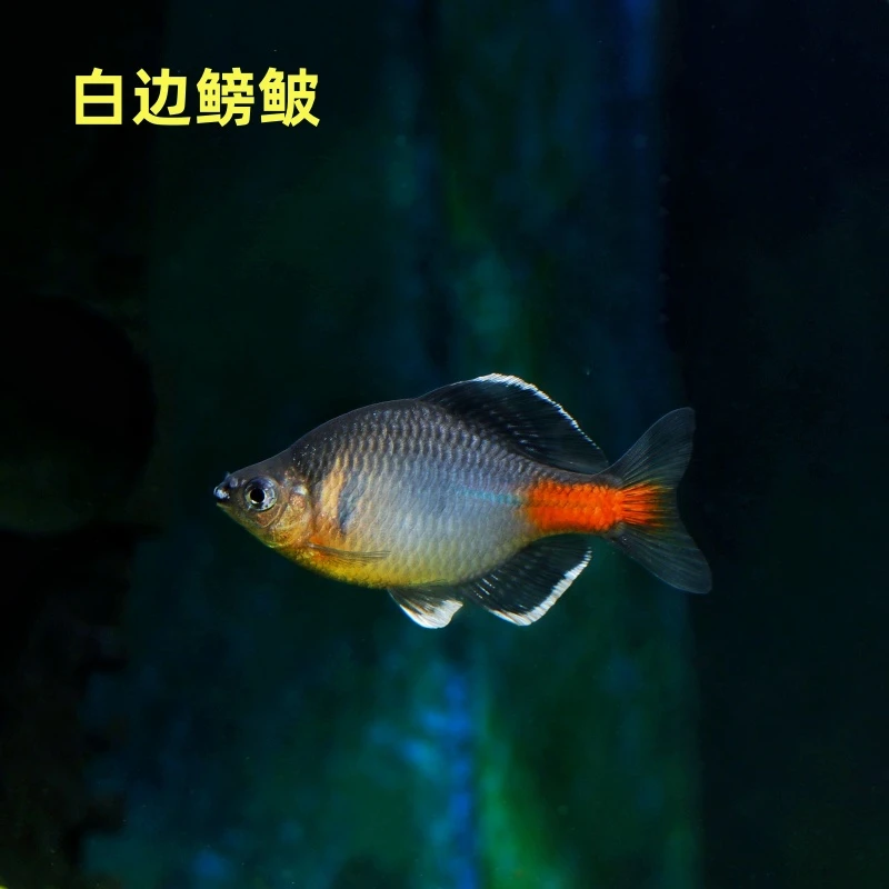 白边鳑鲏鱼小型鱼原生鱼除藻工具鱼不加温皮实好养溪流鱼