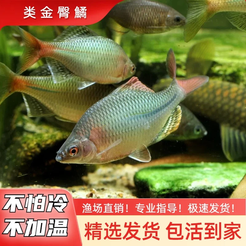 类金臀鱊    鳑鲏混养小型原生鱼冷水观赏鱼不加温皮实旁皮鱼