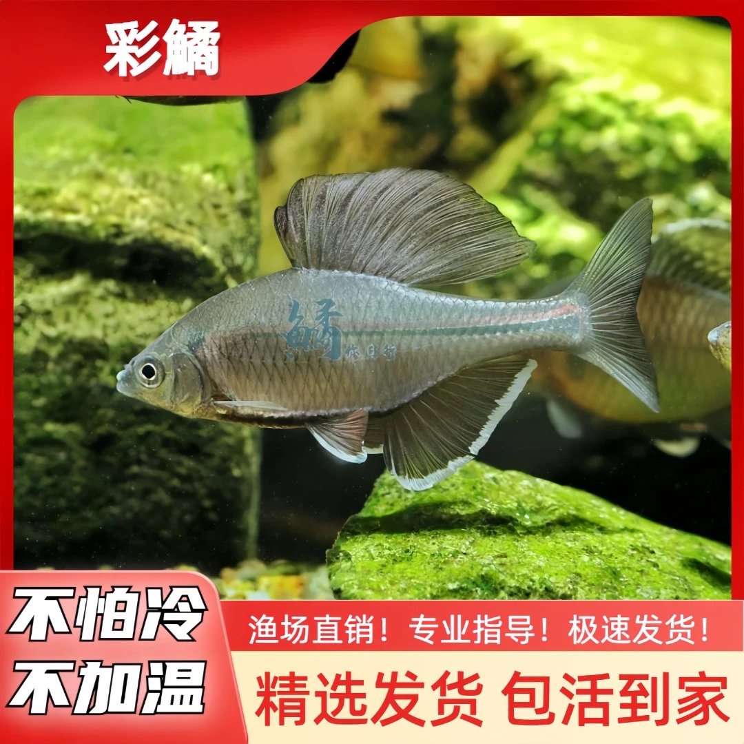 鱊你同行彩鱊广东增城种鳑鲏小鱼观赏鱼冷水鱼不加温皮实好养小型