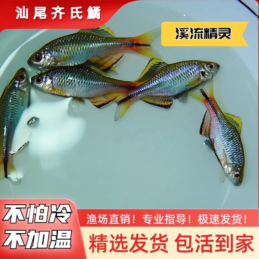 鱊你同行汕尾齐式鱊鳑鲏原生鱼消息冷水观赏鱼不加温皮实好养