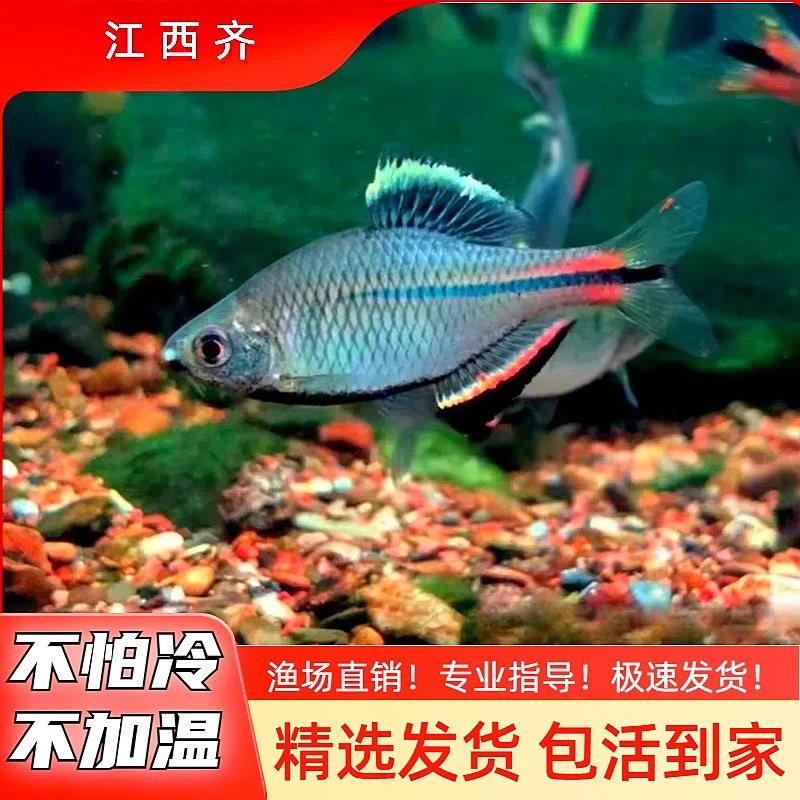 江西齐式鱊鳑鲏小型原生鱼冷水观赏鱼不加温皮实旁皮鱼溪流原生缸