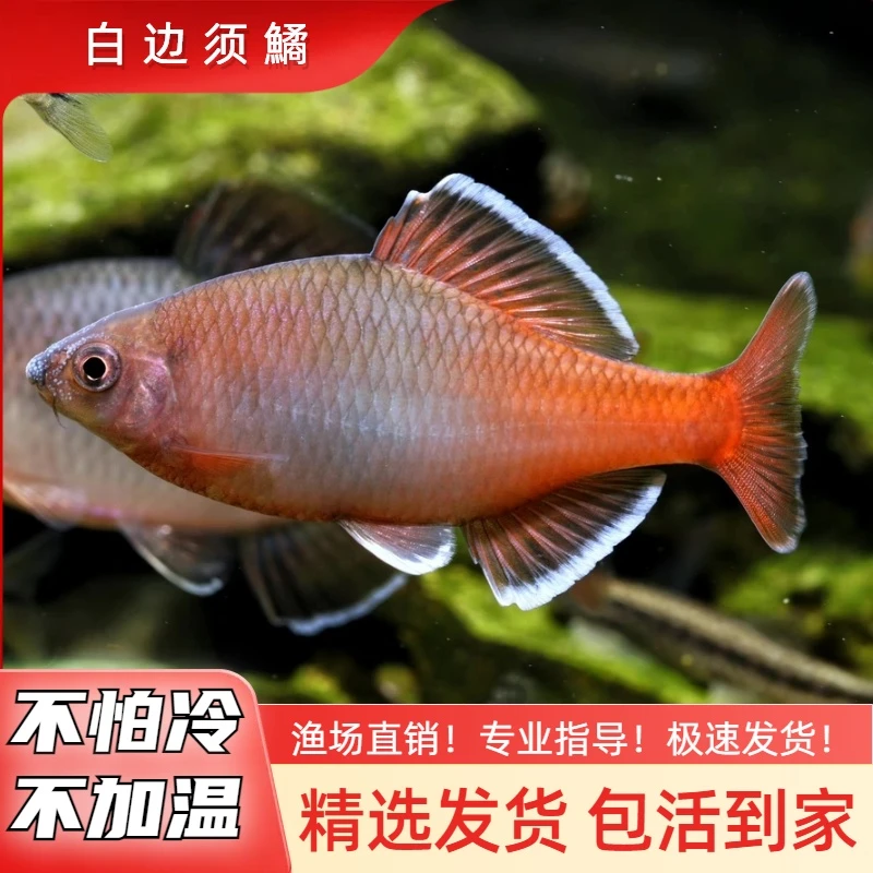 白边须鱊鳑鲏鱼红色原生鱼饲养冷水鱼淡水鱼混养不加温皮实好养