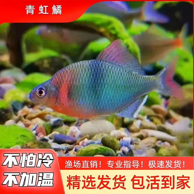青虹鱊  秋季鳑鲏混养小型原生鱼冷水观赏鱼不加温皮实旁皮鱼溪流