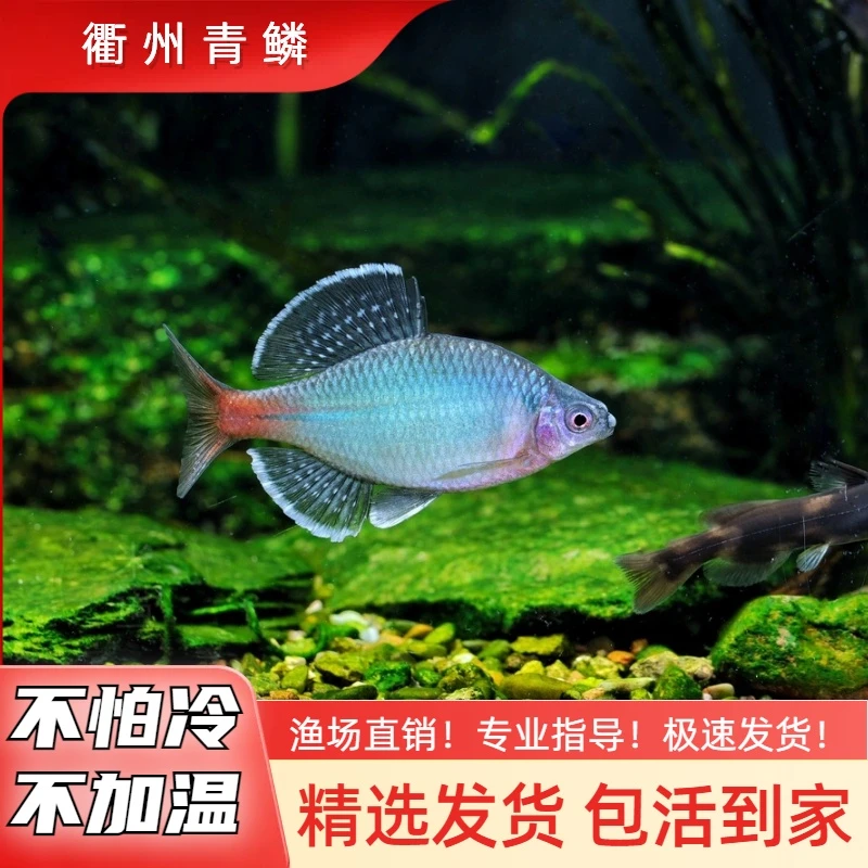 衢州青鳞非新安江小型冷水鱼不加温皮实好养原生鱼鳑鲏鱼