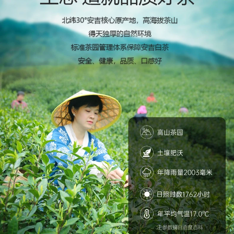 23年新茶A28安吉白茶茶厂直销