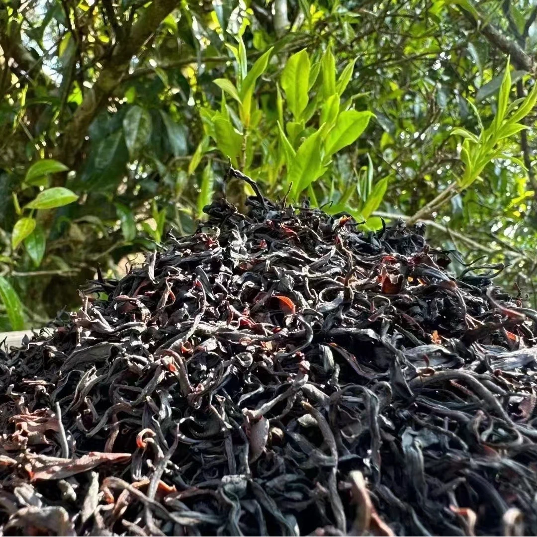 2024年云南头春古树野生红茶