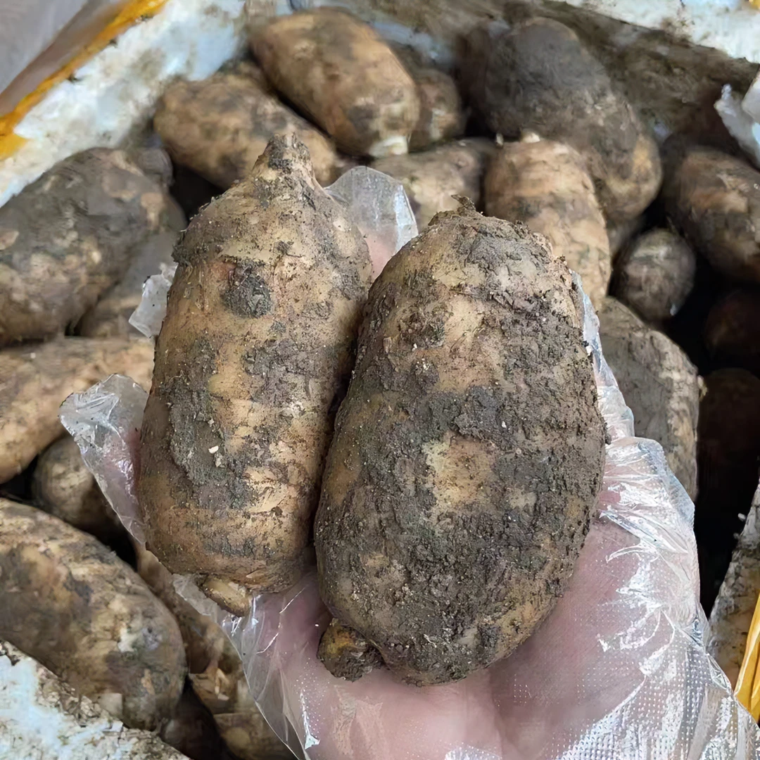 【新鲜好吃】云南新鲜麻果新鲜摘挖应季蔬菜非土豆1斤