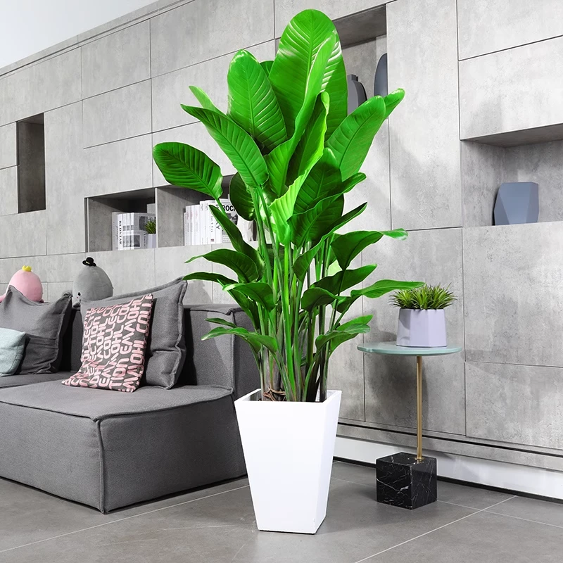 天堂鸟盆栽苗植物网红鹤望兰大型直发基地 一物一拍