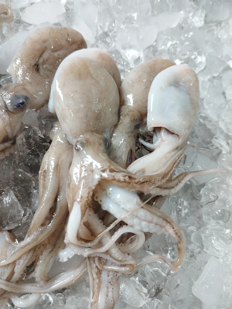 本港浅海小八爪（正胶水）