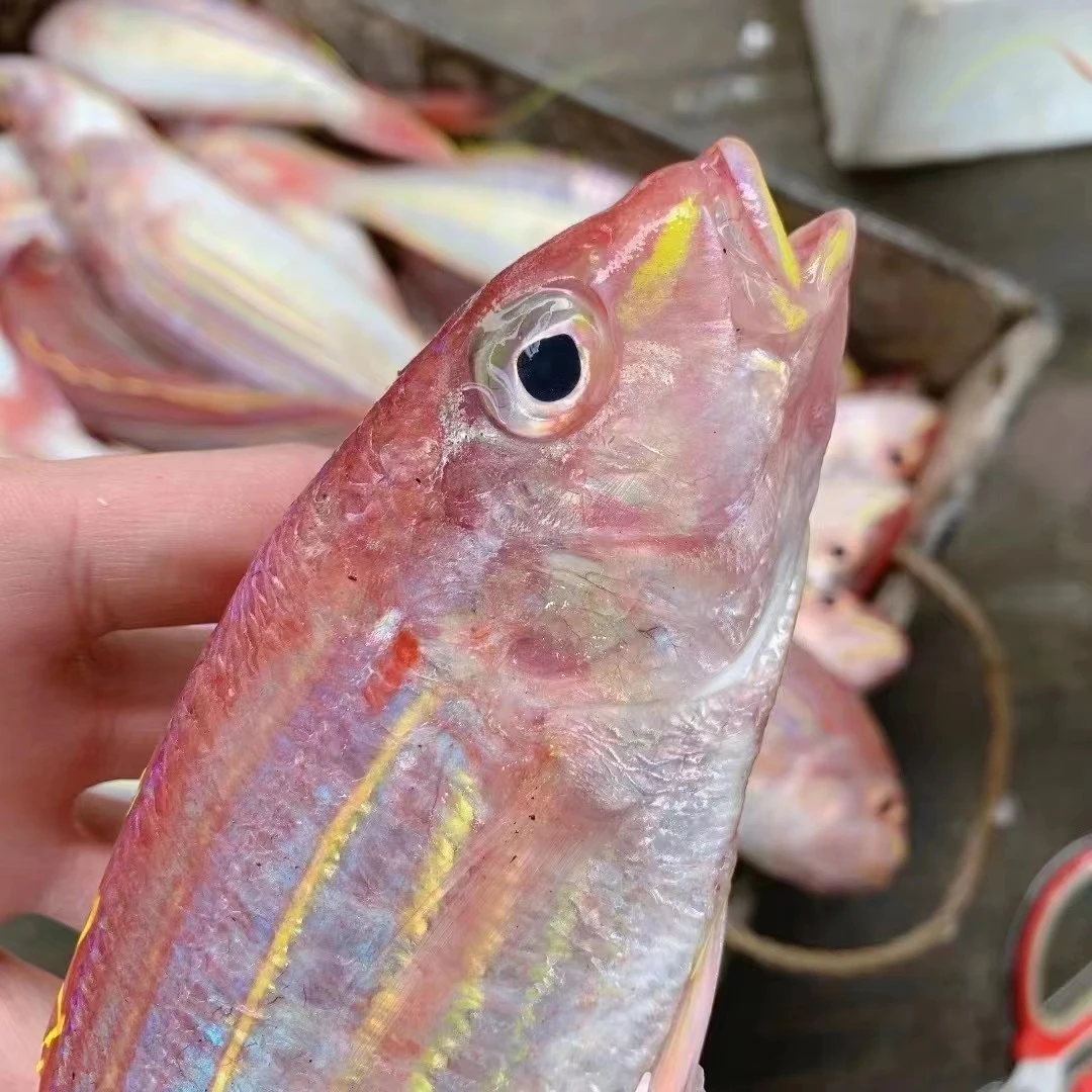 本港海钓红衫鱼·（中号）广东汕尾顺丰包邮．不鲜包赔