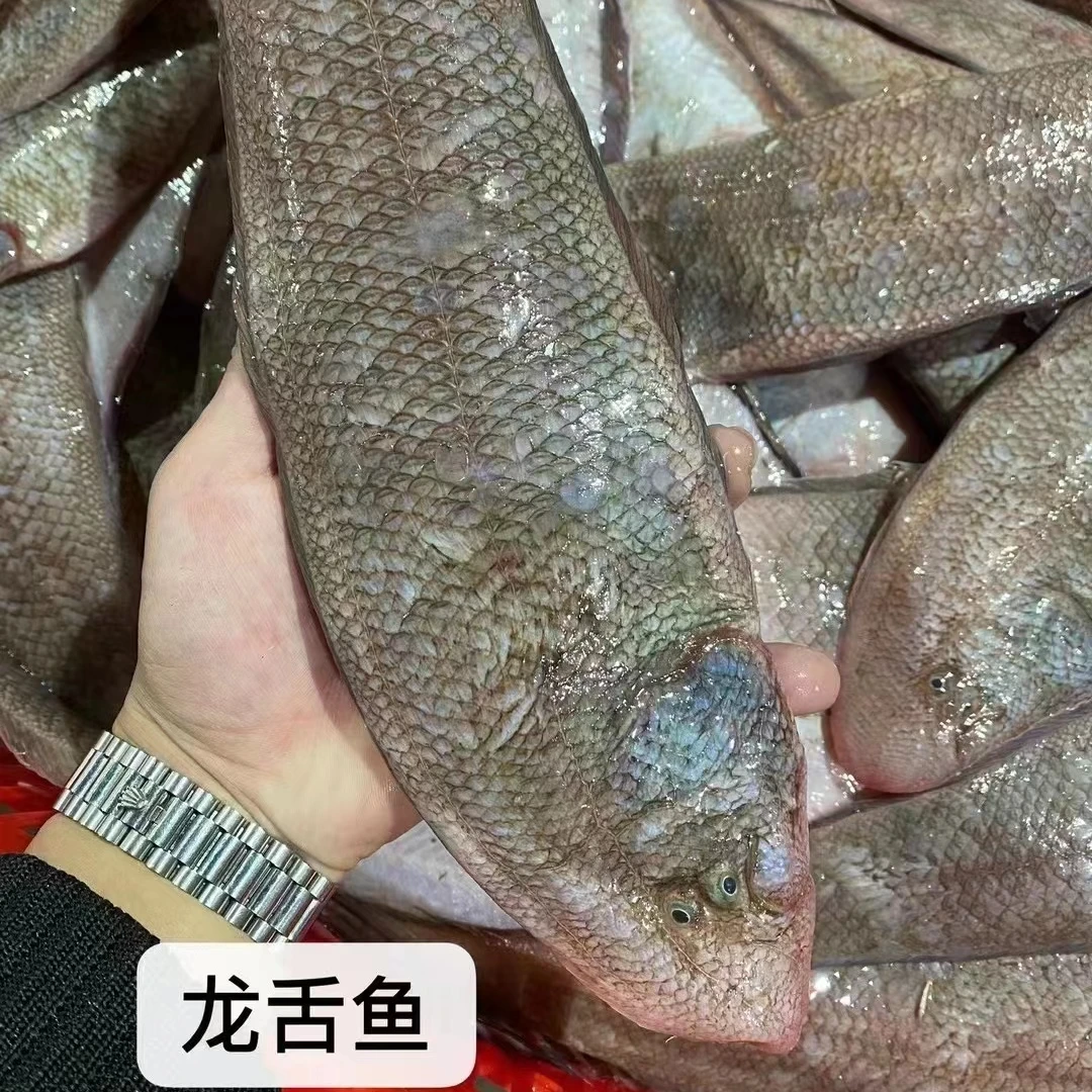 汕尾马宫港野生龙利鱼一斤2-3条