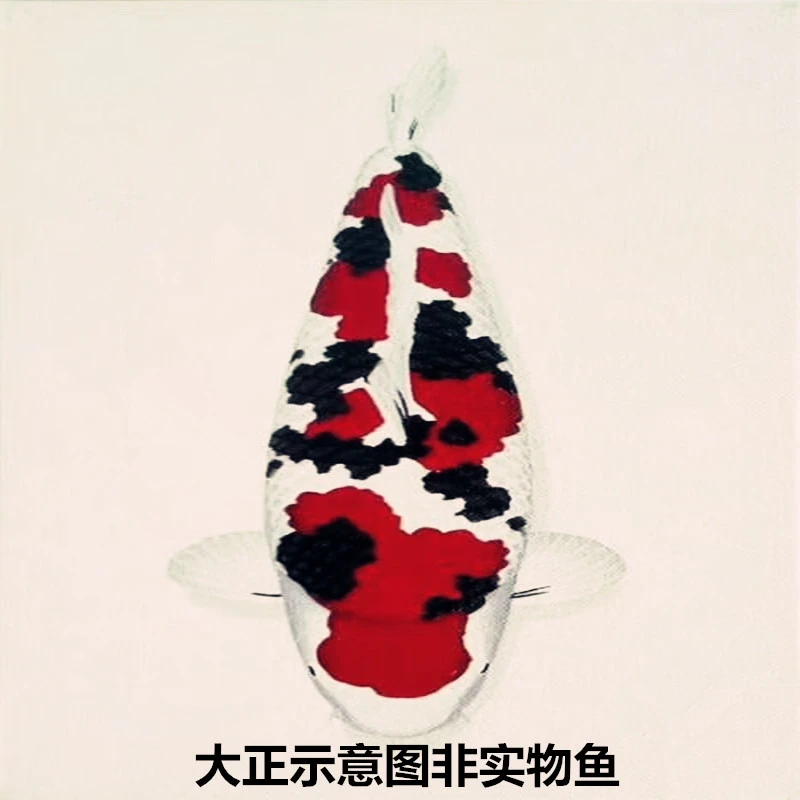 大尺寸锦鲤观赏鱼昭和大正红白活鱼