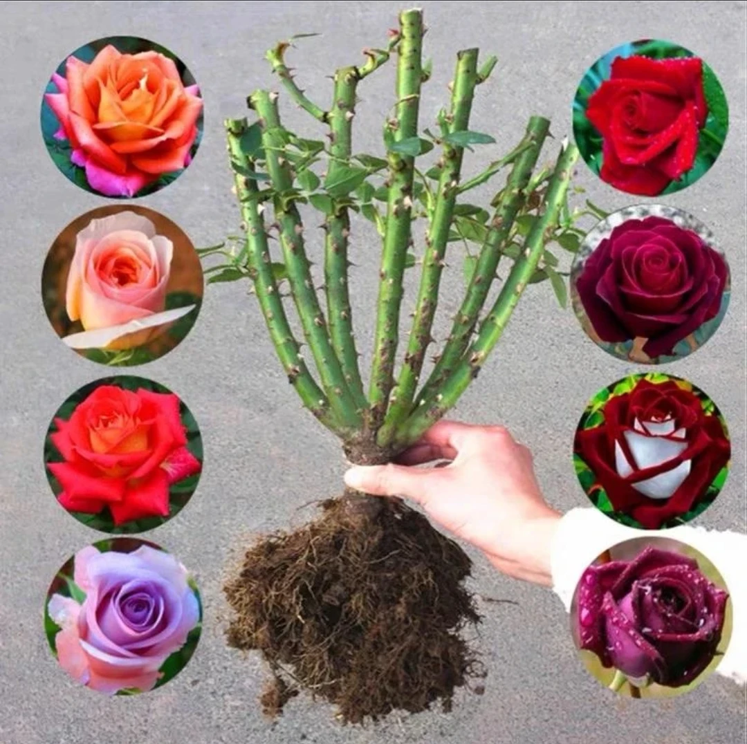玫瑰老桩树苗夏季玫瑰花阳台庭院种植云南鲜花家庭园艺花卉玫瑰花