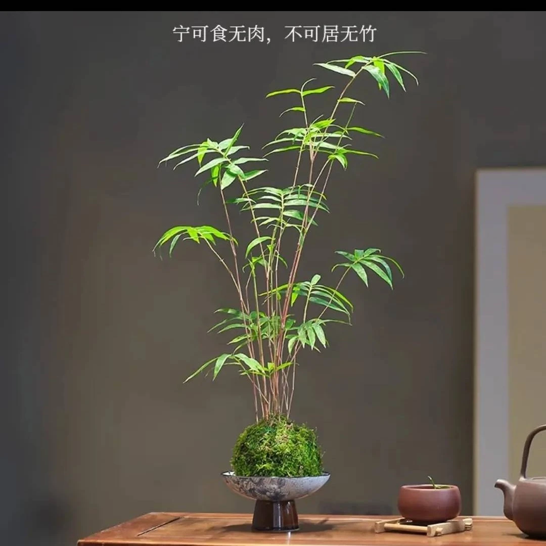 红观音竹直播间一物一拍