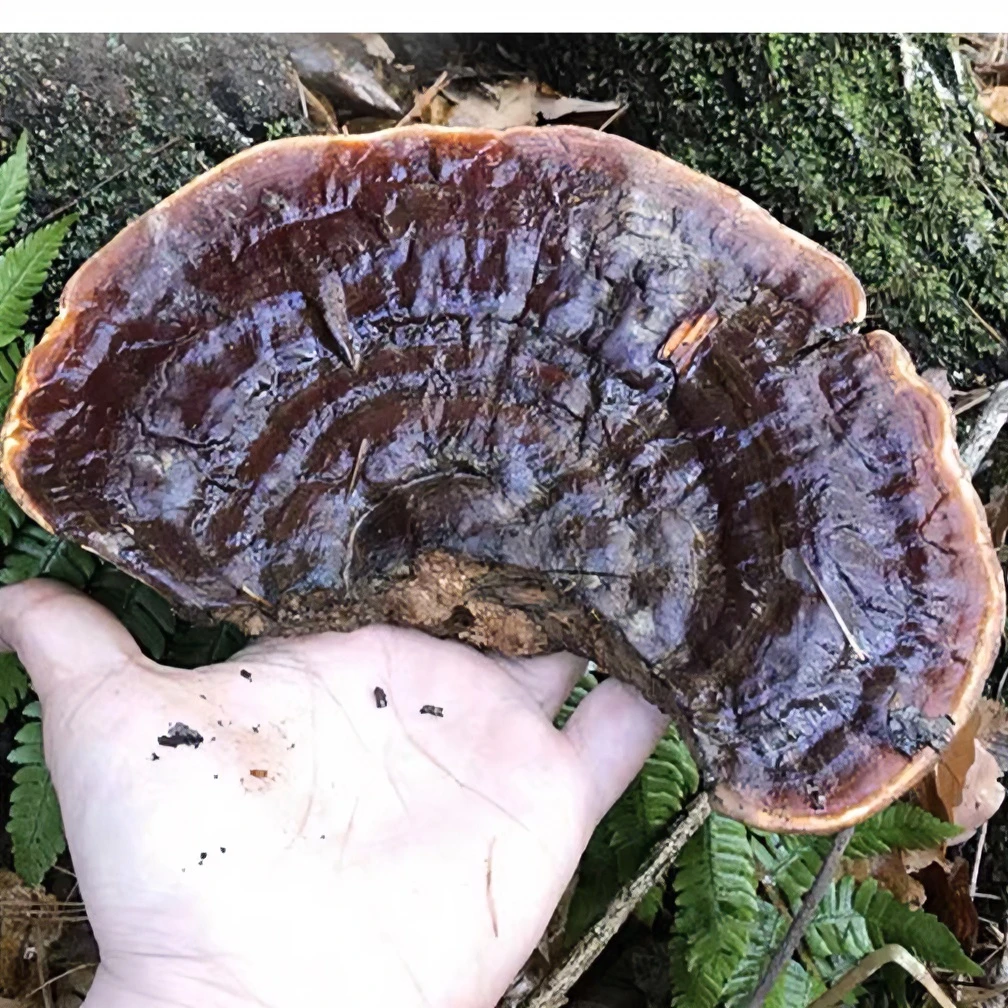 东北野生灵菇（干品）深山灵菇50g/75g/100g/150g