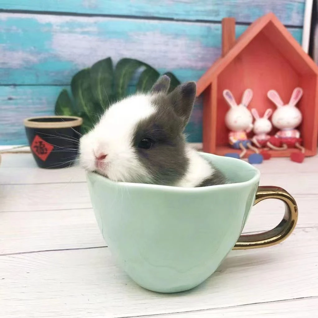 宠物兔家庭室内喂养笼子折叠高配饲养笼子方便清理笼子