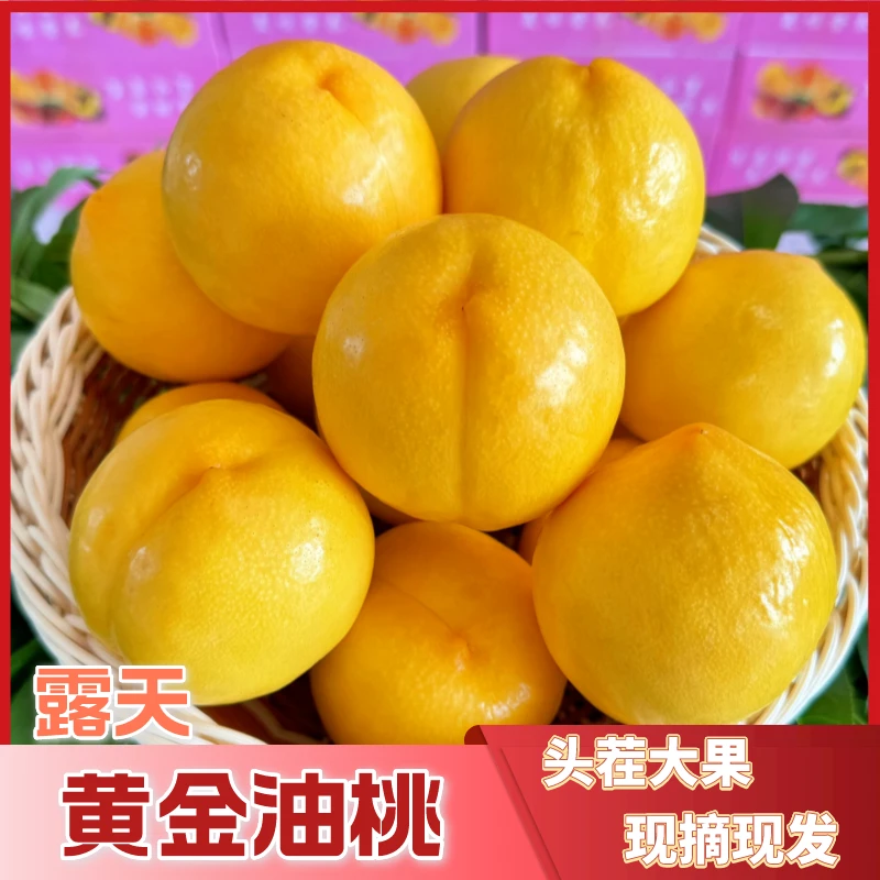 【京东顺丰包邮】蒙阴黄金油桃现摘现发脆甜爽口新鲜应季营养美味