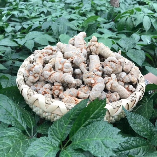 18头 ˉ· ˉ 整根 老农夫㈢七 500克 加大菊主根炖鸡炖肉炖鸭子