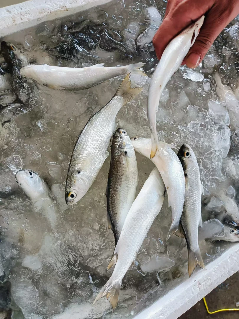 【台山现鱼】3包装  1包8条  鲜甜  生鲜真空锁鲜   顺丰包邮