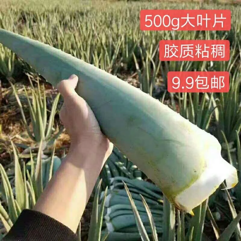 库拉索新鲜芦荟叶片美容灌肤专用食用奶芦荟室内植物盆栽花卉包邮