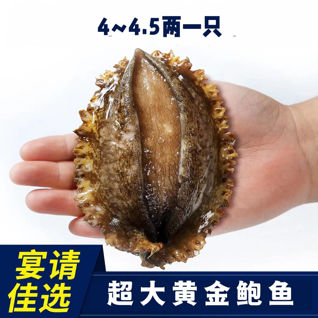 【单只4~4.5两】两只装  黄金大鲍鱼 皇金鲍两头鲍福建东山新鲜海鲜