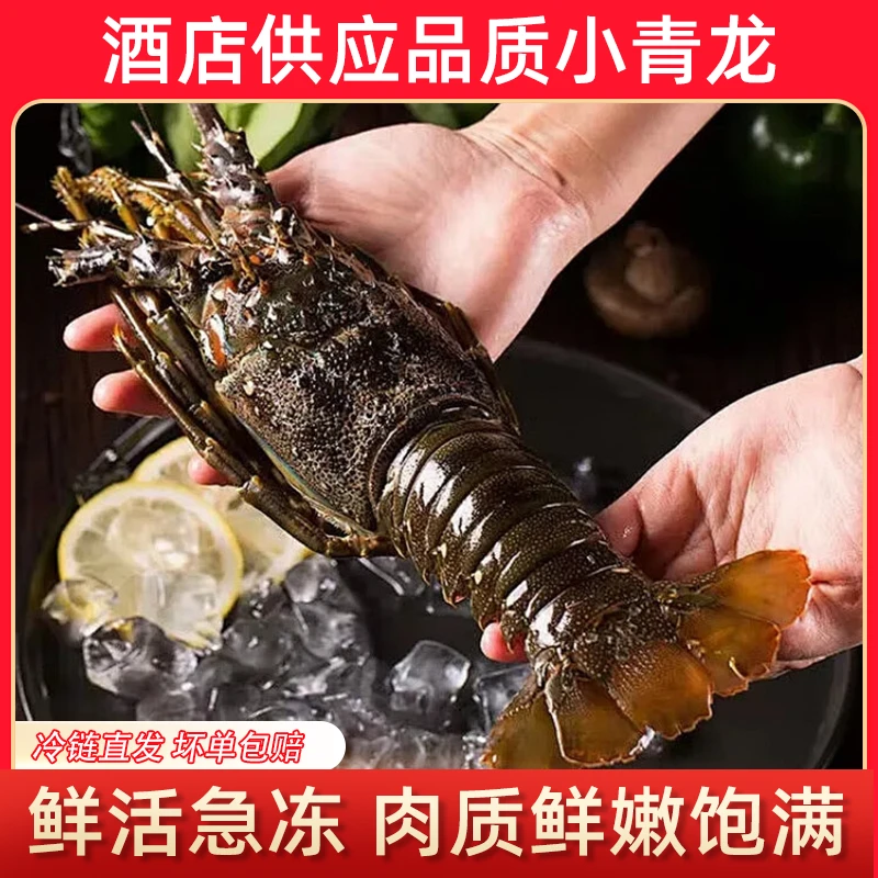 【顺丰包邮】青龙虾 活冻小青龙 新鲜龙虾 冰鲜大龙虾 鲜活速冻