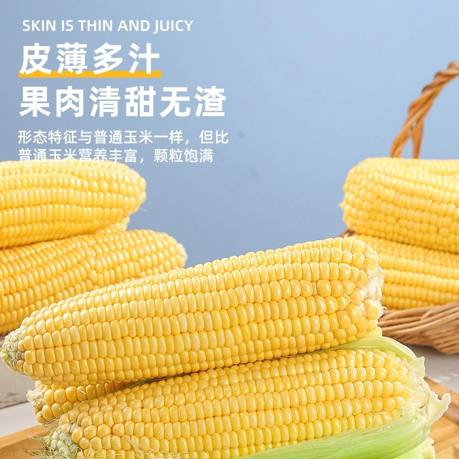 粤北连州新鲜玉米甜玉米水果玉米产地直发当天采摘当天发货