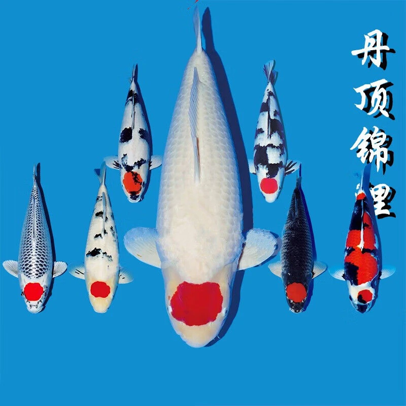 日本纯种红白锦鲤冷水观赏鱼锦鲤红白大正三色锦鲤好养活渔场直发