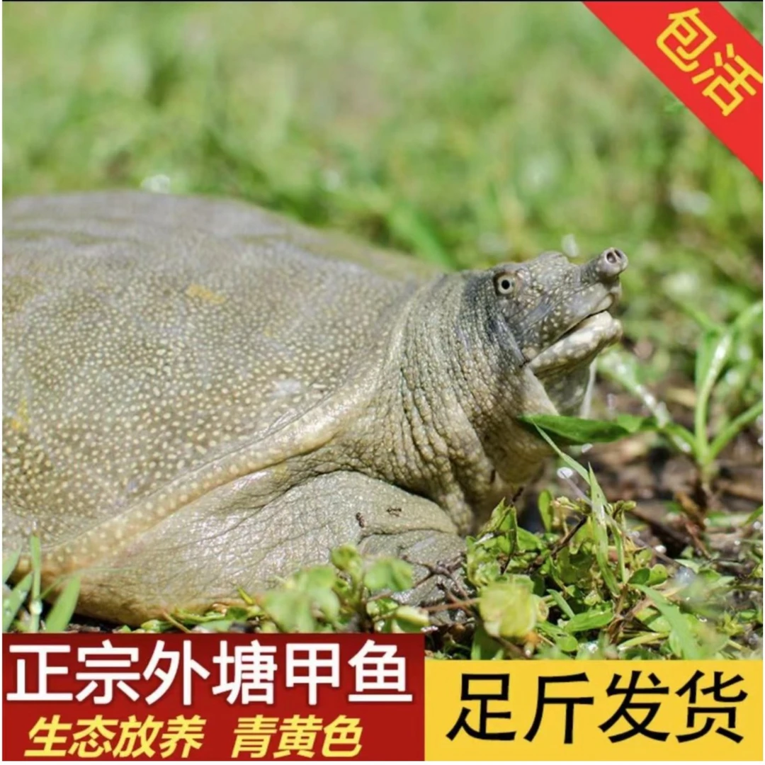 灌云农家自养甲鱼制品2-3kg