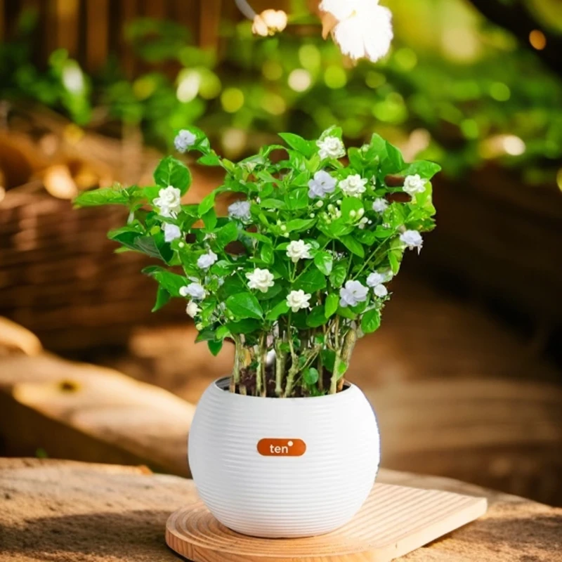 香水茉莉花室内花卉绿植盆栽带花苞易养活