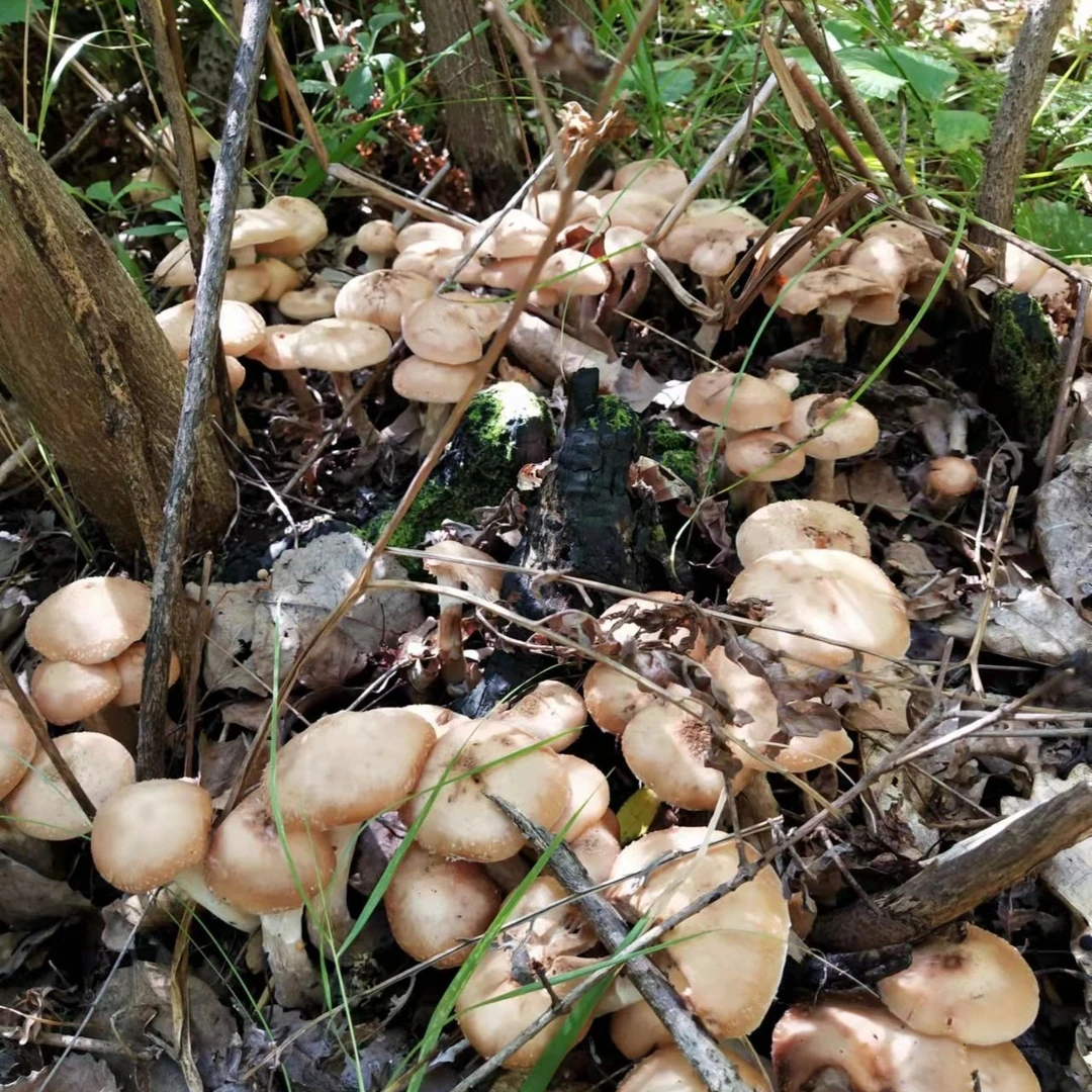 东北野生榛蘑原蘑木耳小黄蘑2025新鲜采摘农家晾晒