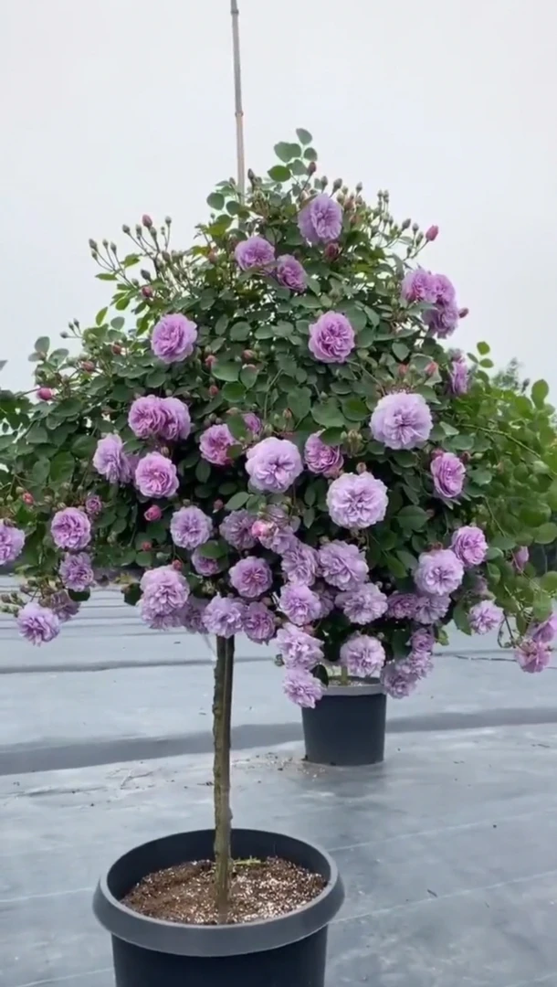 蓝色阴雨垂钓棒棒月季花