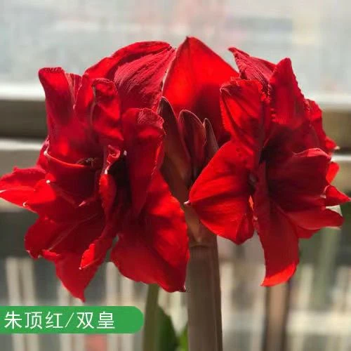 进口朱顶红重瓣花卉开花对版鲜花绿植樱带花剑花苞盆栽花卉植物好