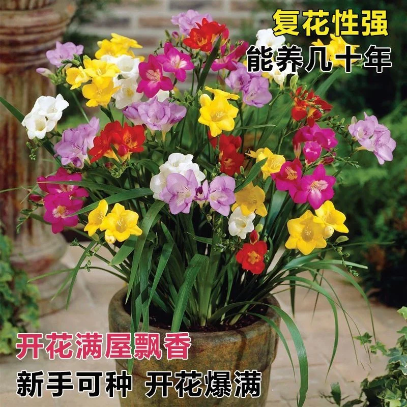 【香雪兰种球】阳台花园盆栽种植室内室外香味十足四季种植易管理