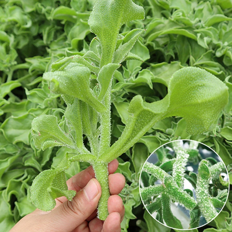 【冰菜种子】冰菜冰草新鲜蔬菜种子水果冰草种籽冰菜种籽四季绿色