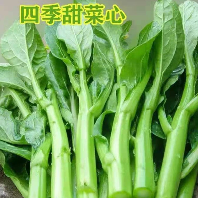 四季甜菜心种子青菜盆栽田园春秋冬季蔬菜种子广东油菜心