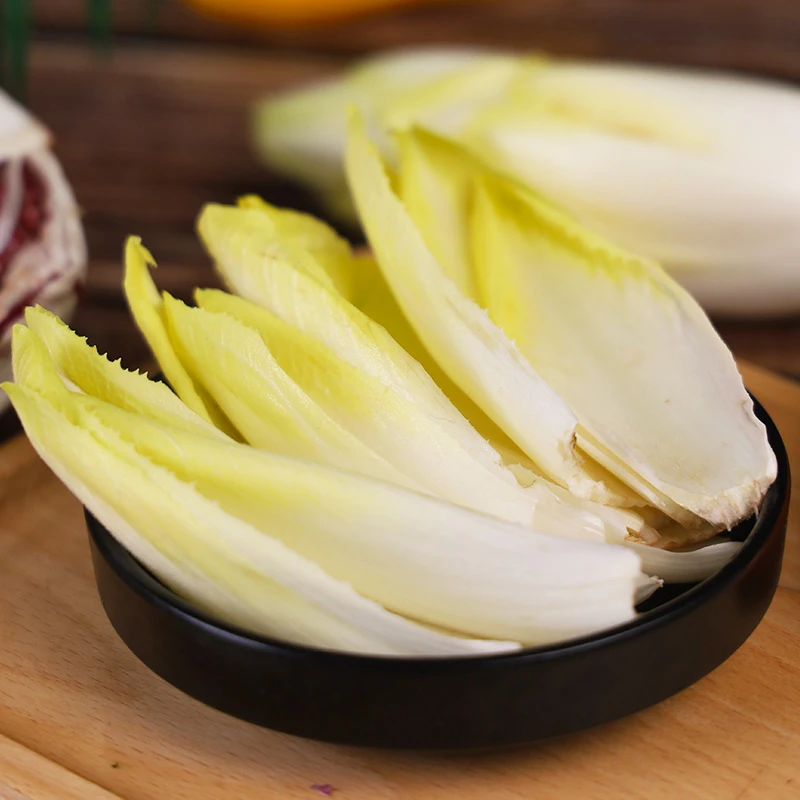 精品金玉兰菜种子软化菊营养软化菊苣多年生四季蔬菜金玉兰菜种籽