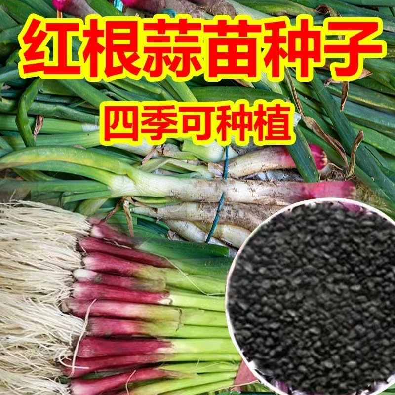 WH红头香蒜种子大蒜苗种子红根香蒜硬叶蒜苗连续均可种植蒜苗种籽