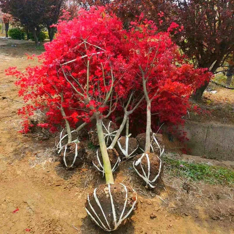 红枫树苗四季中国红庭院美国日本紅舞姬盆景园林绿化植物苗木抗寒