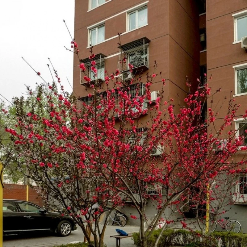 紫叶碧桃树苗 重瓣嫁接红叶桃苗庭院苗圃培植绿化观赏植物 70-120