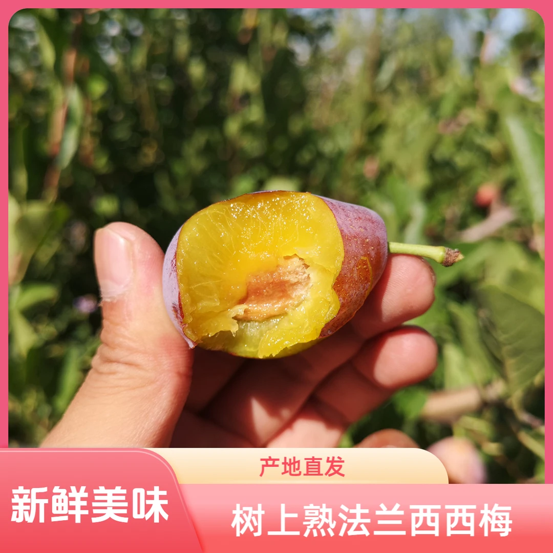 西果优品新疆西梅-法兰西【树上熟】纯甜无酸产地直发坏果包赔包邮