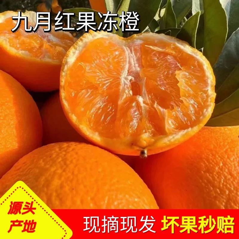 秭归九月红果冻橙现摘新鲜多汁薄皮应季水果整箱产地直发