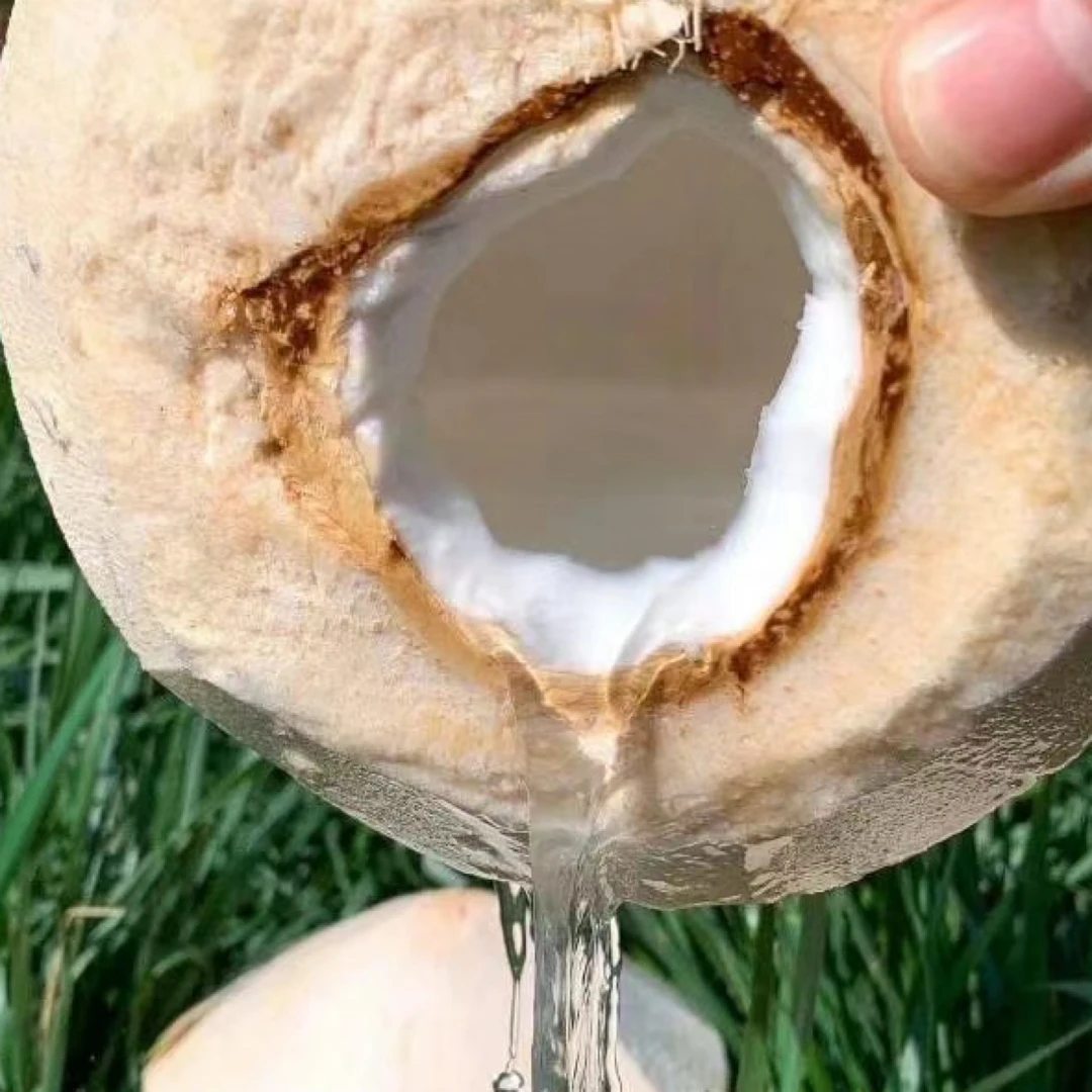 泰国进口椰子水一个