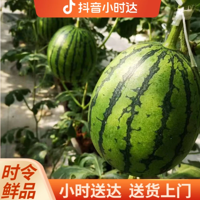 【秋韵西瓜产地直发】秋韵西瓜4-5斤29.8红黄壤糖分高水分足