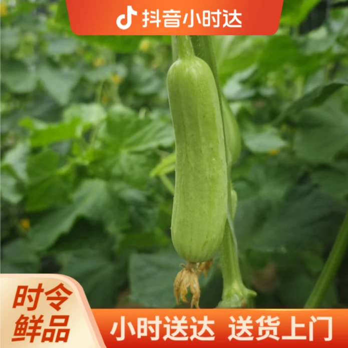 【水果黄瓜产地直发】维尼小黄瓜新品上市脆嫩清甜3斤29.8元新鲜