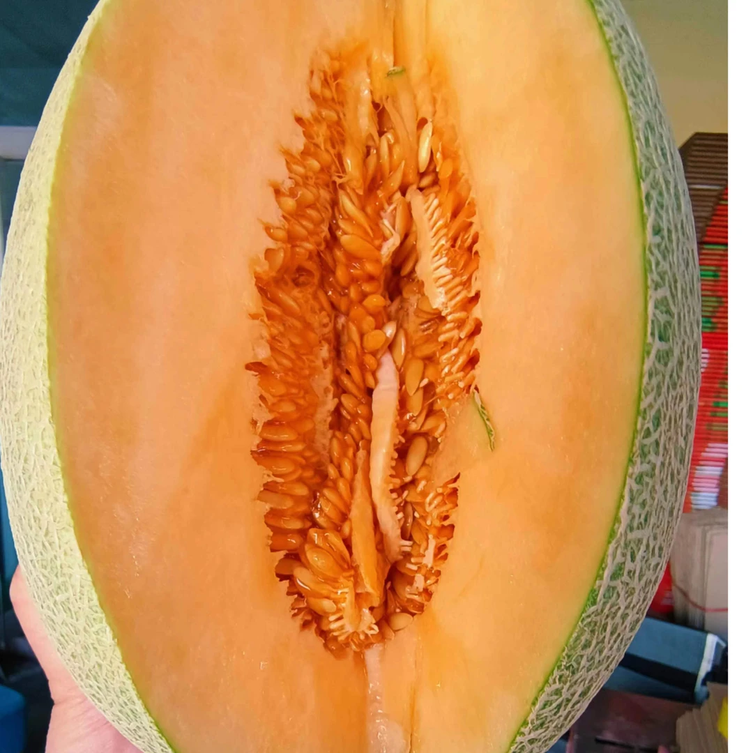 哈密瓜（金海蜜+西洲蜜）组合发货哈密南湖蜜瓜原产地直发顺丰包邮