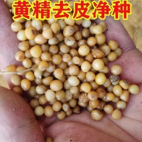 黄精种子正宗药材鸡头黄精多花老虎姜鸡爪参爪子参黄鸡菜玉竹种子