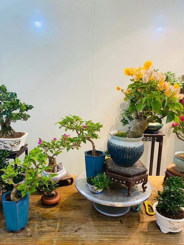 三角梅精品小盆景.一物一拍.以直播间拍品为准