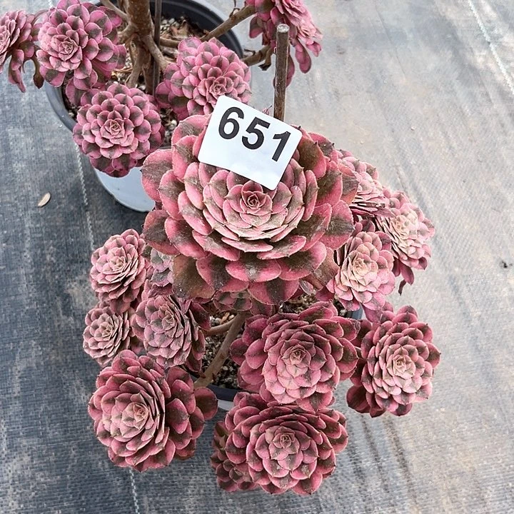潸**下651红铜超白锦福利出